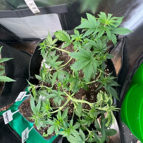 Super Skunk x Super Skunk growlog timeline photo
