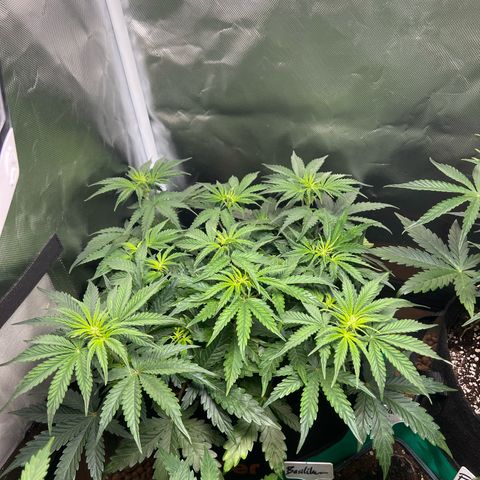 Amnesia XXL - growlog timeline photo