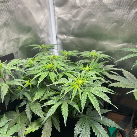 Amnesia XXL - growlog timeline photo