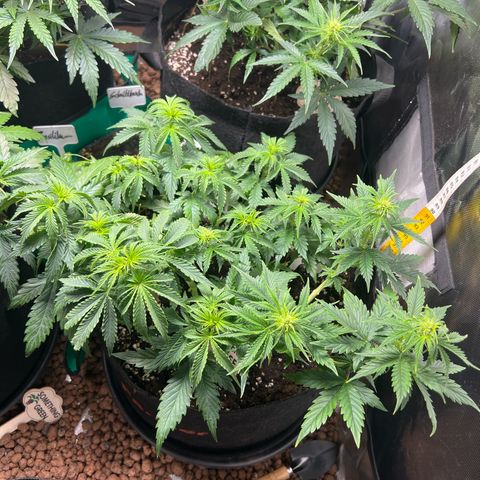 Super Skunk x Super Skunk growlog timeline photo