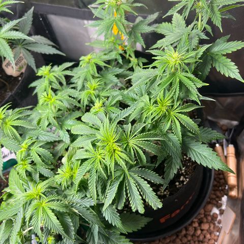 Super Skunk x Super Skunk growlog timeline photo