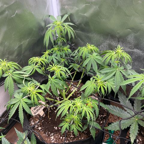 Amnesia XXL - growlog timeline photo