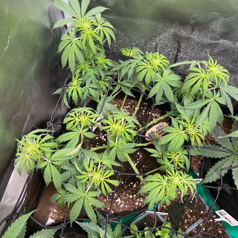 Amnesia XXL - growlog timeline photo