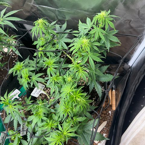 Super Skunk x Super Skunk growlog timeline photo