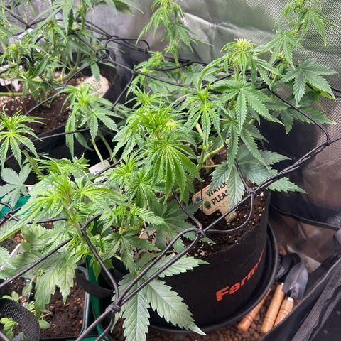 Super Skunk x Super Skunk growlog timeline photo