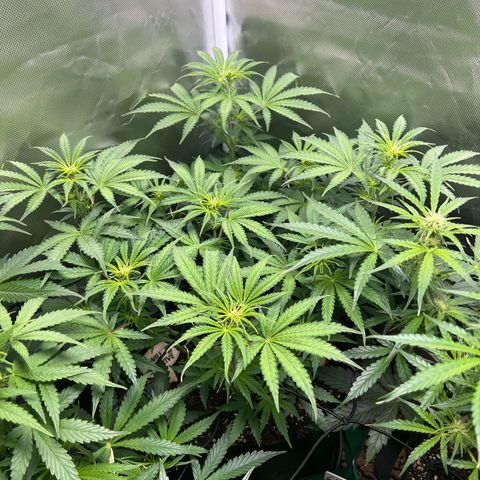 Amnesia XXL - growlog timeline photo