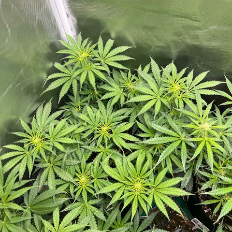 Amnesia XXL - growlog timeline photo