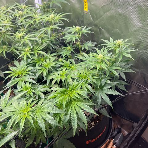 Super Skunk x Super Skunk growlog timeline photo