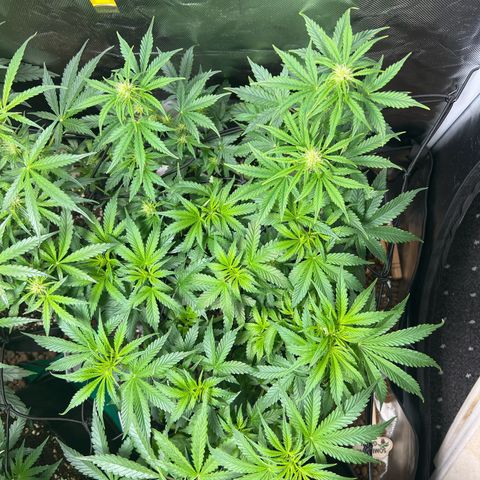Super Skunk x Super Skunk growlog timeline photo
