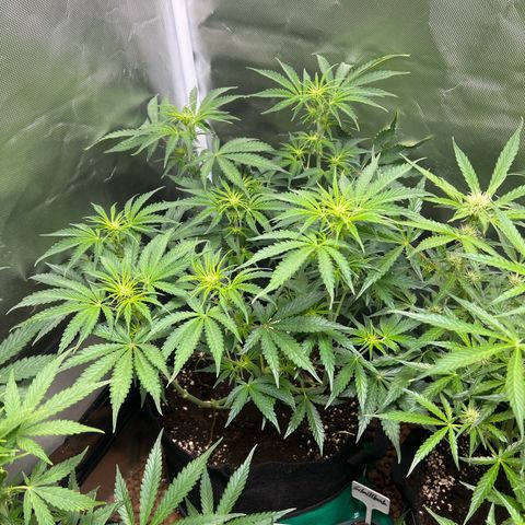 Amnesia XXL - growlog timeline photo
