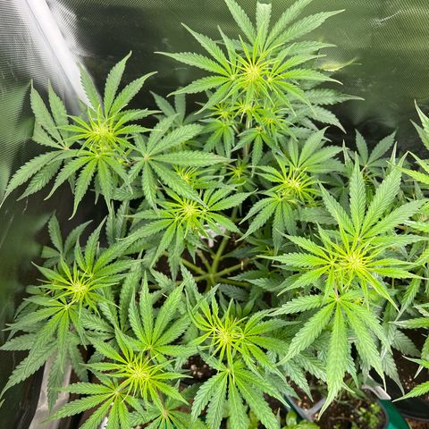 Amnesia XXL - growlog timeline photo