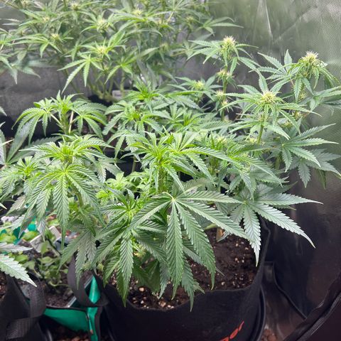 Super Skunk x Super Skunk growlog timeline photo