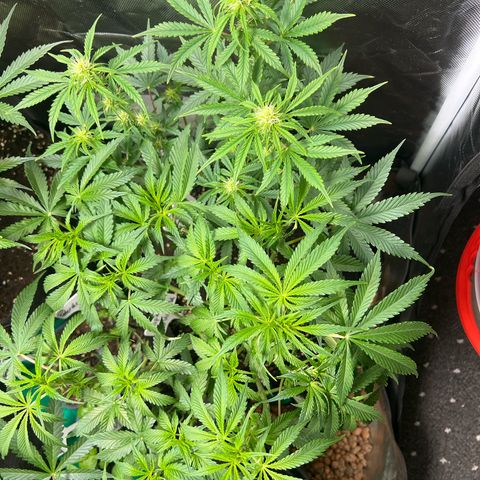 Super Skunk x Super Skunk growlog timeline photo