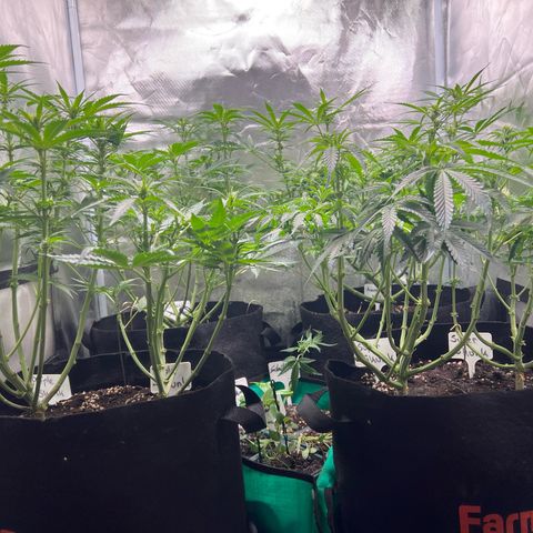 Amnesia XXL - growlog timeline photo