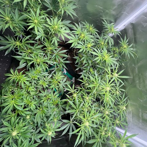 Amnesia XXL - growlog timeline photo