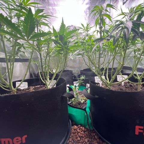 Amnesia XXL - growlog timeline photo