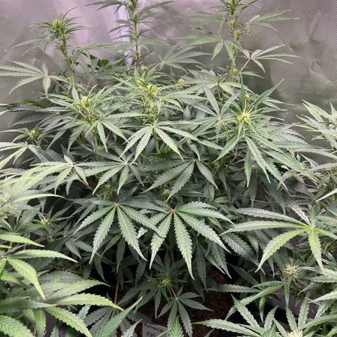 Amnesia XXL - growlog timeline photo