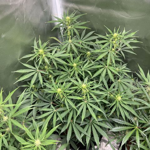 Amnesia XXL - growlog timeline photo