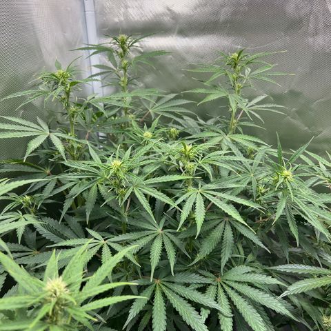 Amnesia XXL - growlog timeline photo