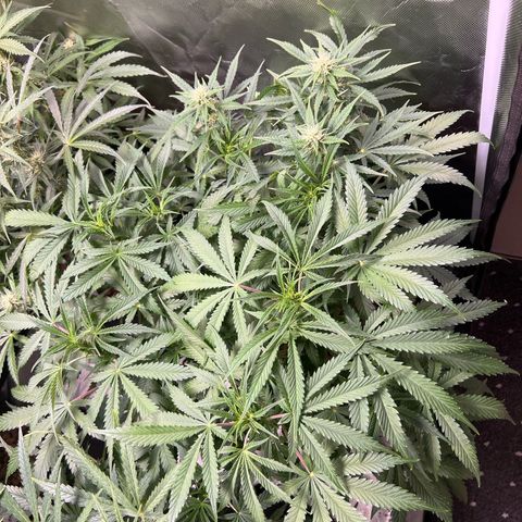 Super Skunk x Super Skunk growlog timeline photo
