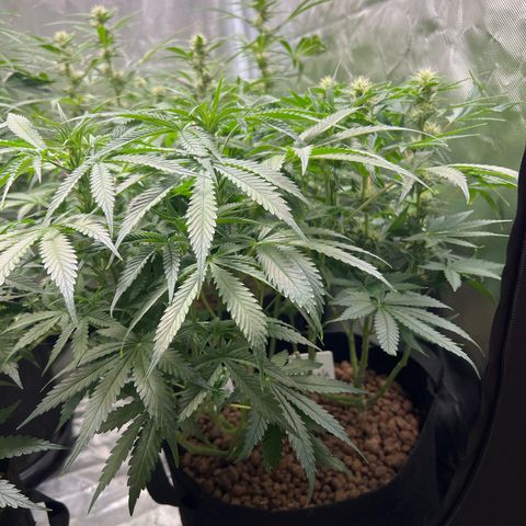 Super Skunk x Super Skunk growlog timeline photo