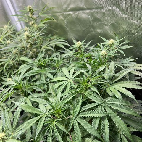 Super Skunk x Super Skunk growlog timeline photo