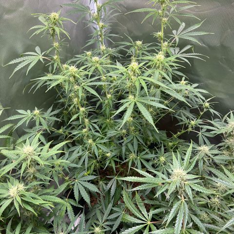 Amnesia XXL - growlog timeline photo