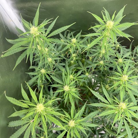Amnesia XXL - growlog timeline photo