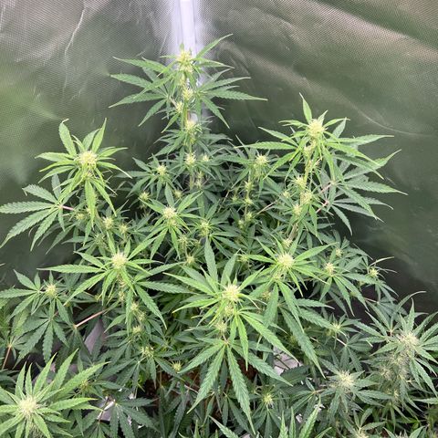 Amnesia XXL - growlog timeline photo