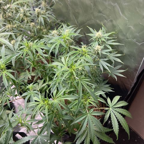 Super Skunk x Super Skunk growlog timeline photo