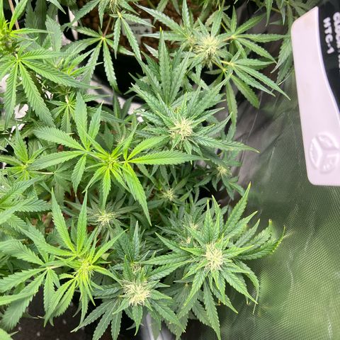 Super Skunk x Super Skunk growlog timeline photo