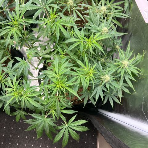 Super Skunk x Super Skunk growlog timeline photo