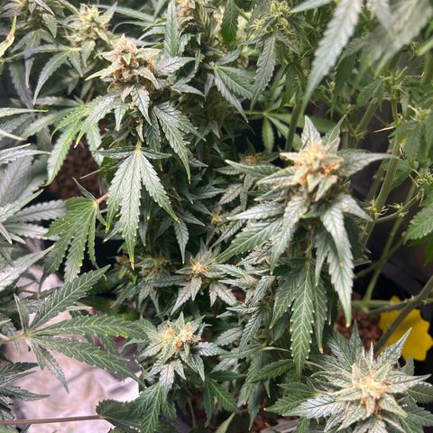 Super Skunk x Super Skunk growlog timeline photo