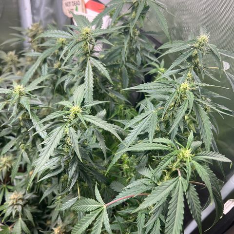 Super Skunk x Super Skunk growlog timeline photo