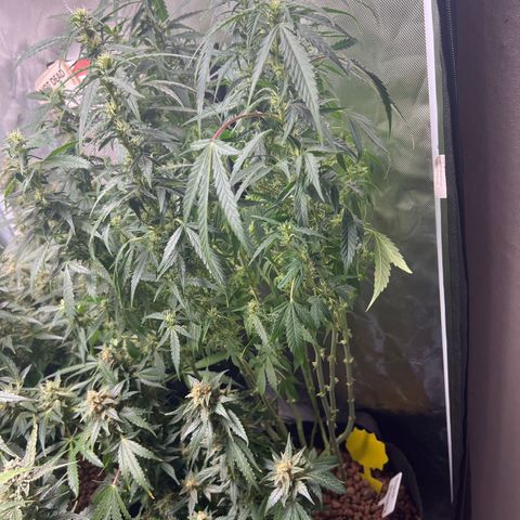 Super Skunk x Super Skunk growlog timeline photo