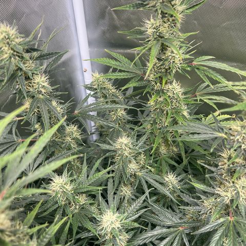 Amnesia XXL - growlog timeline photo