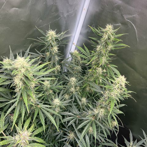 Amnesia XXL - growlog timeline photo