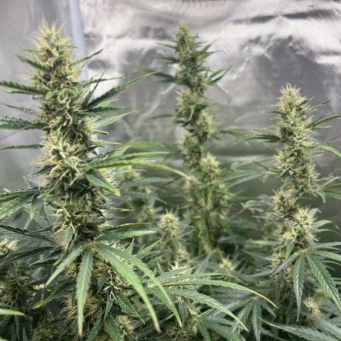Amnesia XXL - growlog timeline photo