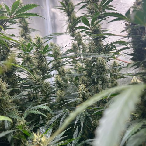 Amnesia XXL - growlog timeline photo