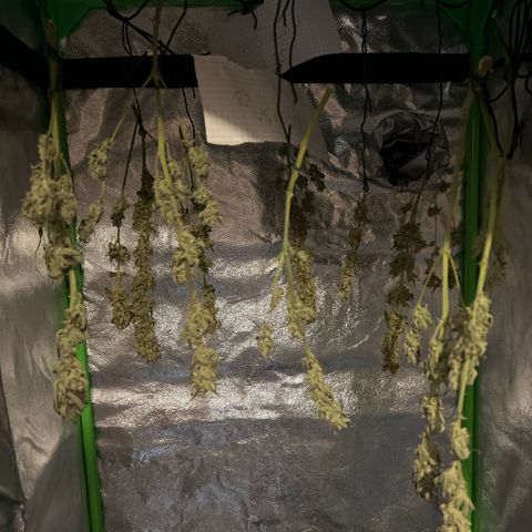 Super Skunk x Super Skunk growlog photo: Die jeweils kleinen inneren Frühernten im trockenszelt gewandert 