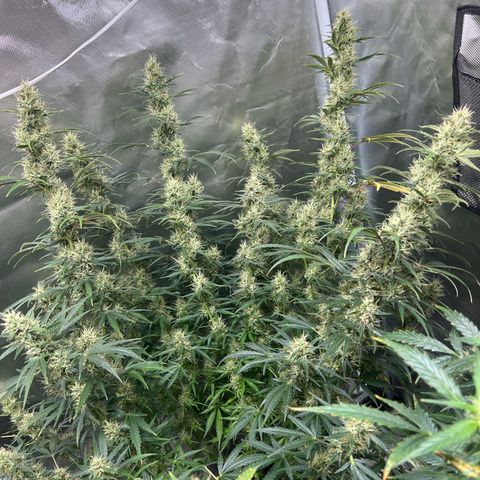 Amnesia XXL - growlog photo: Das Monster könnte das Zelt alleine füllen …