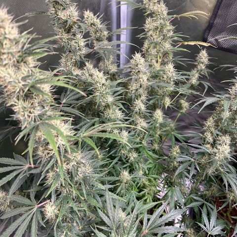 Amnesia XXL - growlog photo: Das Monster könnte das Zelt alleine füllen …