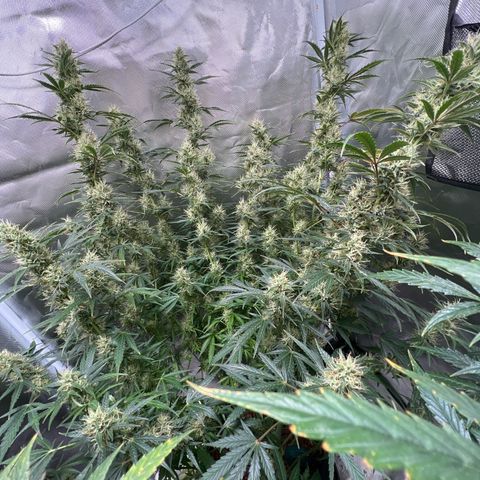 Amnesia XXL - growlog photo: Das Monster könnte das Zelt alleine füllen …