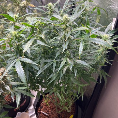 Super Skunk x Super Skunk growlog timeline photo
