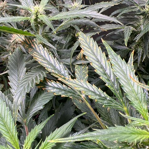 Super Skunk x Super Skunk growlog timeline photo