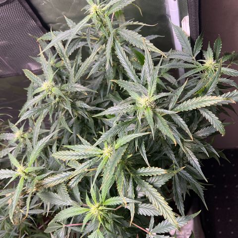 Super Skunk x Super Skunk growlog timeline photo