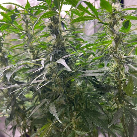 Super Skunk x Super Skunk growlog timeline photo