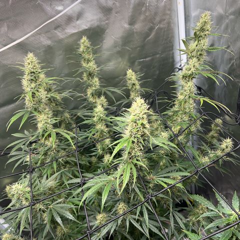 Amnesia XXL - growlog photo: Scrog Netz um die oberen Blütenstängel zu stabilisieren, da sie schon seitlich „abfallen“