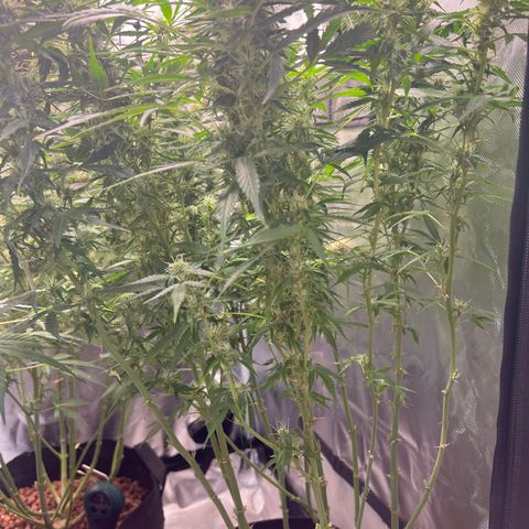 Super Skunk x Super Skunk growlog timeline photo