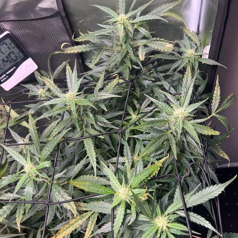 Super Skunk x Super Skunk growlog timeline photo
